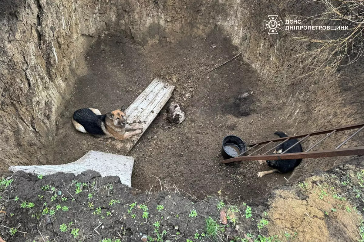 песики