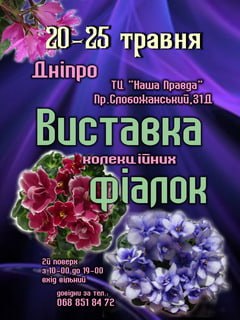 виставка фіалок