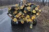 Спилювали дерева бензопилою: на Дніпропетровщині виявили «чорних лісорубів»