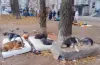 пункт незламності, тварини