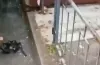 знахідка, пістолет
