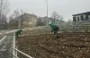 парк, троянди