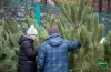 легальність, ялинки, різдвяна ярмарка, лісгосп