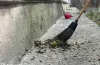 тендер, благоустрій