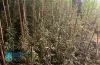 вирощування конопель, промислові масштаби