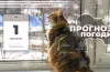 прогноз погоди