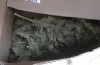 канабіс
