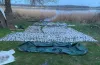 браконьєри, вилов риби