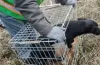 рятувальна операція, собака, пастка