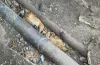 живодери, катування тварин, злодіяння