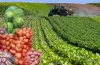аграрії Дніпропетровщини