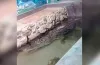 знущання, крокодил, жахливі умови