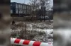 померлий, свідки