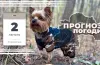погода
