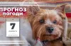 погода
