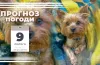 погода