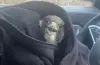 птах