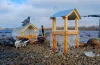 сквер, птахи, годування