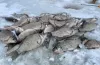 порушник, браконьєр, риба