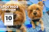Прогноз погоди на 10 лютого: у Дніпрі та області очікується мороз та ожеледиця