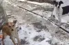 собаки їли тіло власниці у Нікополі