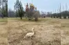 порятунок, лебідь