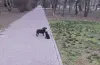 невідома людина, викидання собак, такса, розшук