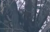 Кішка, дерево, пологи, рятувальник
