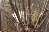мертві лебеді у Кам'янському