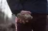 нападник