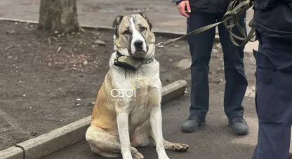 напад на жінку з алабаєм