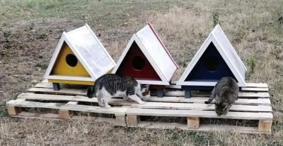 Коти