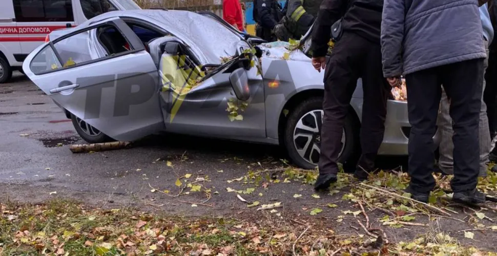дерево вбило людину