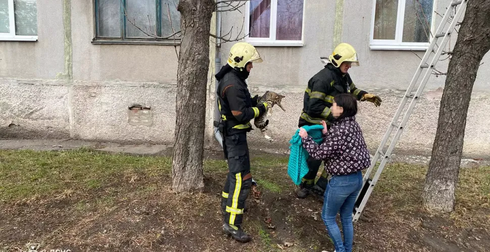 порятунок кота