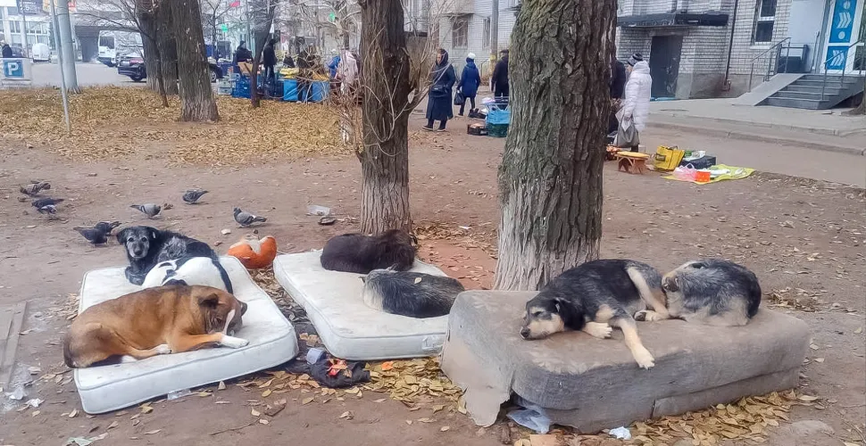 пункт незламності, тварини