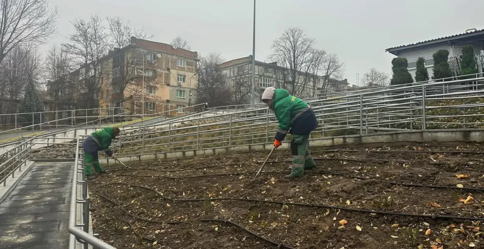 парк, троянди