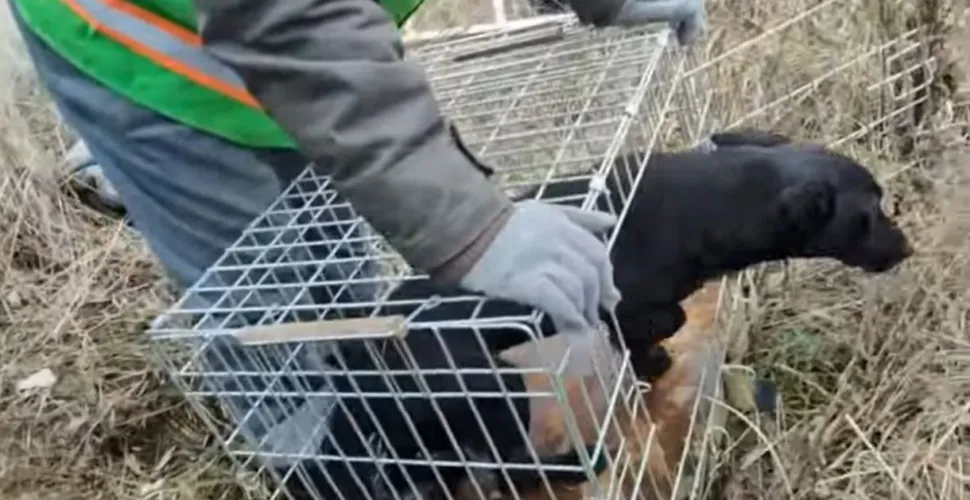 рятувальна операція, собака, пастка