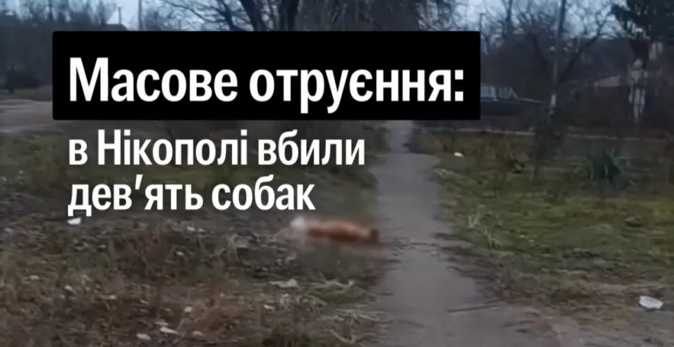 Масове отруєння собак у Нікополі