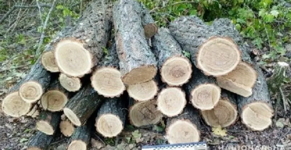 вирубка лісу