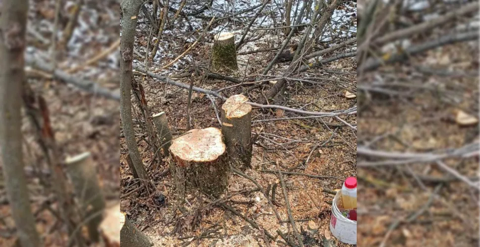 чорні лісоруби, порушники