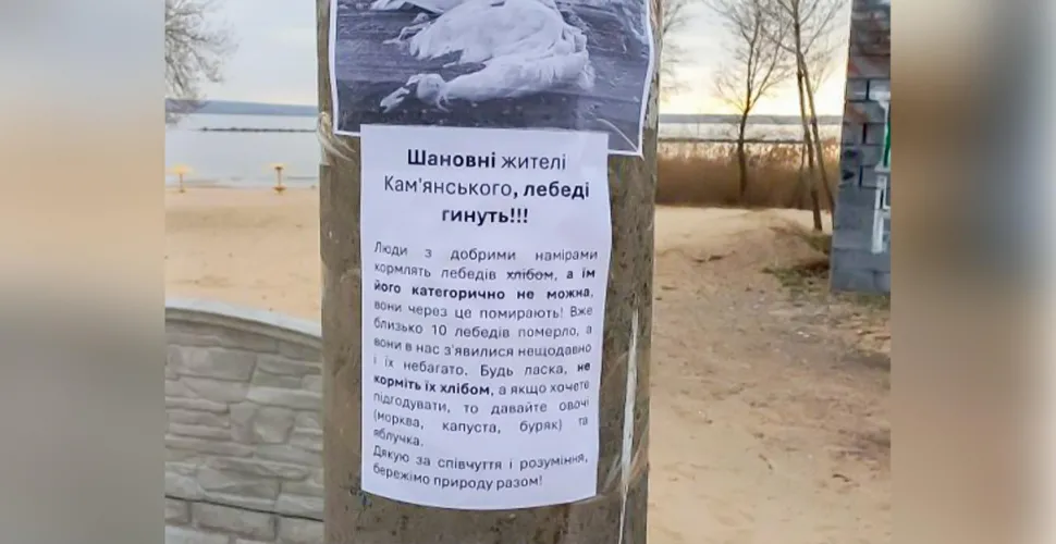 годування, птахи, хліб, загибель