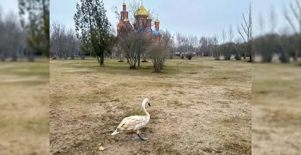 порятунок, лебідь