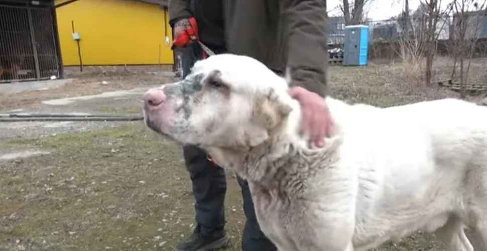куля, розслідування, одужання, собака