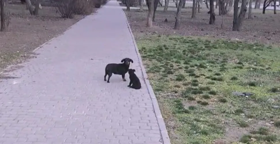 невідома людина, викидання собак, такса, розшук