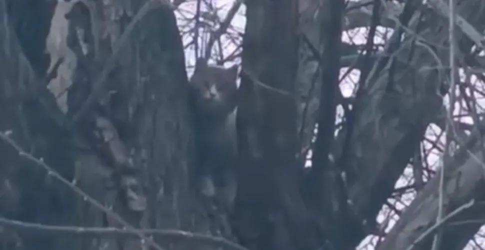 Кішка, дерево, пологи, рятувальник