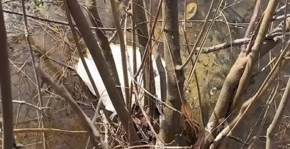 мертві лебеді у Кам'янському