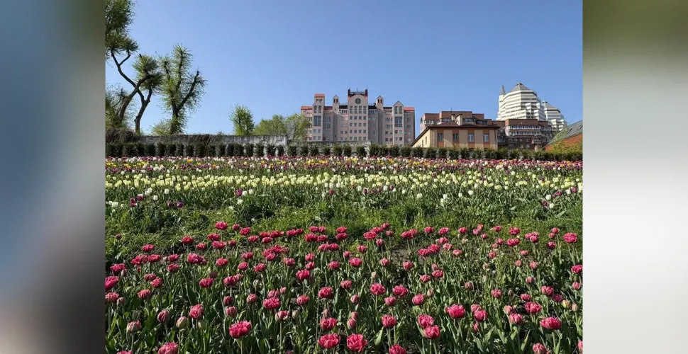 тюльпани, цвітіння, відчуття весни