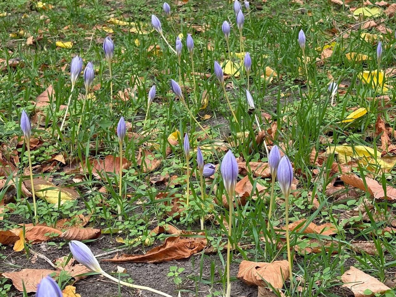 Крокуси