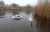 лебеді, річка
