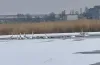 лебеді, річка, підкормка